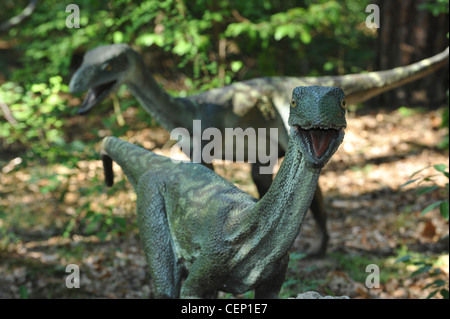 Dimensioni di vita statua di un velociraptors in scenario della foresta Foto Stock