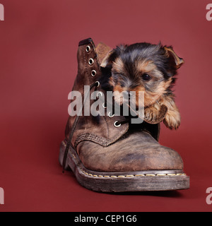 Yorkshire terrier cucciolo di cane ritratto nel combattere il boot Foto Stock