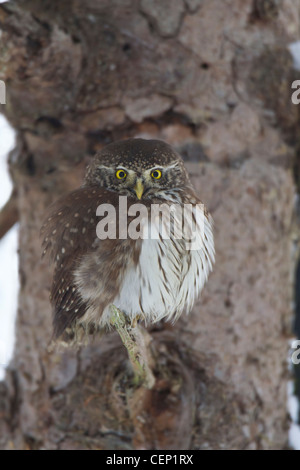 Sperlingskauz, glaucidium passerinum, eurasian gufo pigmeo Foto Stock