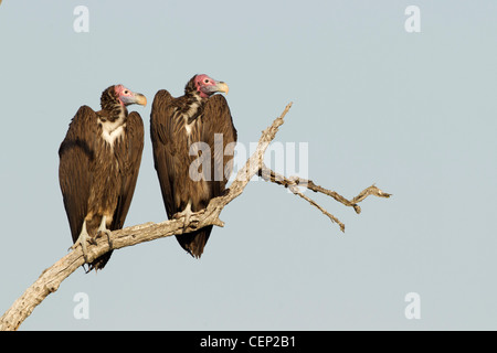 Coppia di falda di fronte gli avvoltoi (Torgos tracheliotos) Sud Africa Foto Stock