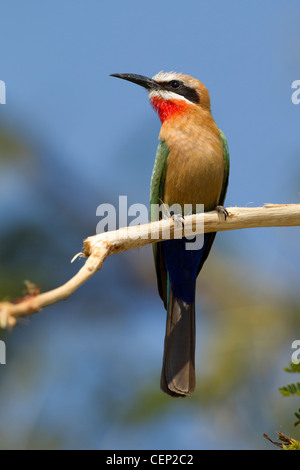 Con facciata bianca Bee eater (Merops bullockoides), Sud Africa Foto Stock