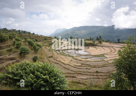 Riso terrazzati campo vicino villaggio Dhampus - valle di Pokhara, Nepal - Dhampus Village, Gandaki Zona, Nepal Foto Stock