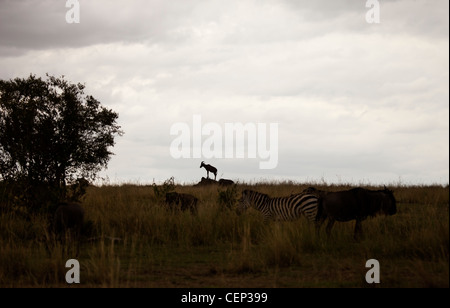 Kenya - Masai Mara - Topi sera Sentry su un tumulo Termite Foto Stock