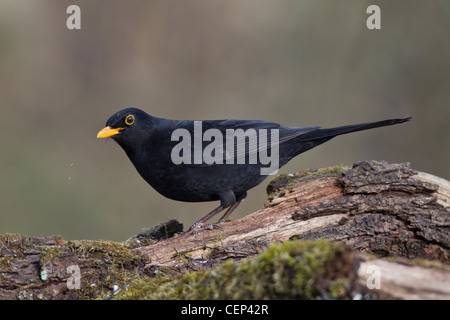 Amsel Foto Stock