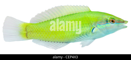 Green Wrasse isolati su sfondo bianco. Halichoeres chloropterus. Foto Stock