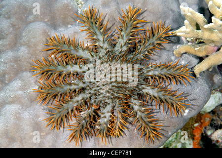 La corona di spine di stelle marine Acanthaster planci, alimentando il corallo. Foto Stock