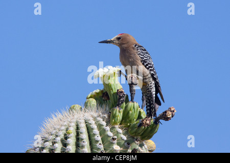 Gila Picchio uropygialis Melanerpes Tucson, Arizona, Stati Uniti 24 Maggio maschio adulto alimentazione su cactus Saguaro fiore Foto Stock