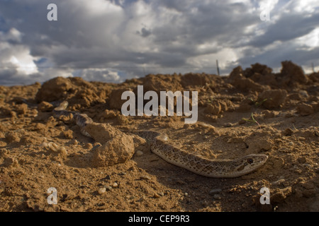Deserto Dipinto lucida, Snake (Arizona elegans philipi), Valencia county, Nuovo Messico, Stati Uniti d'America. Foto Stock