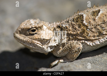 Hernandez di breve cornuto Lizard, (Phrynosoma hernandezi hernandezi), Sandia Mountains, Bernalillio county, Nuovo Messico, Stati Uniti d'America. Foto Stock