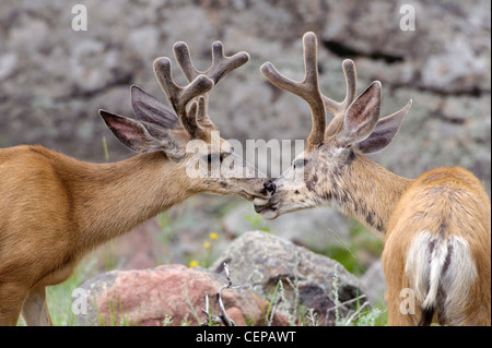 Mule Deer bucks accarezzando ogni altro, Rocky Mountain National Park, Estes Park, COLORADO Foto Stock