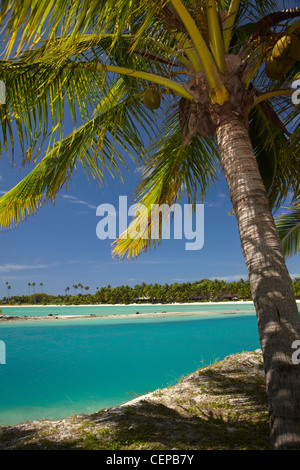 Palme e ingresso della laguna, Musket Cove Island Resort, Malolo Lailai Island, Isole della Mamanuca, Figi e Sud Pacifico Foto Stock