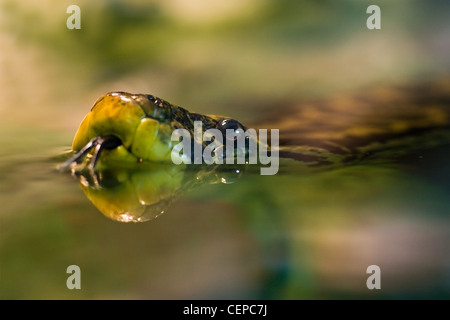 Nuoto giallo anaconda o Eunectes notaeus vive in Sud America, prevalentemente in paludi e acquitrini Foto Stock