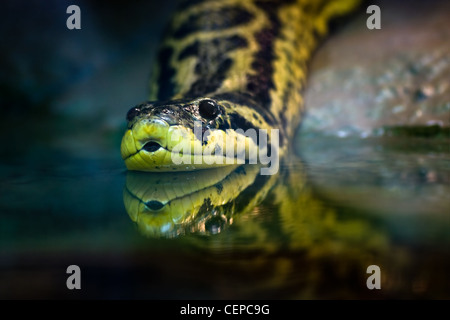 Nuoto giallo anaconda o Eunectes notaeus, nativo di sud americana di paludi e acquitrini Foto Stock