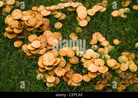 I funghi che crescono in un cerchio come un anello di fata in erba in autunno Foto Stock