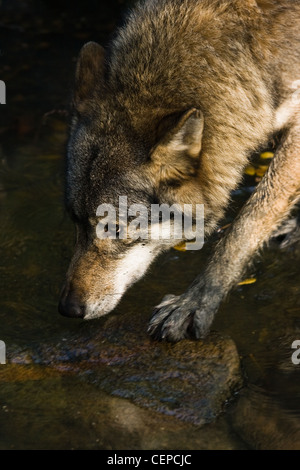 Lupo grigio o Canis lupus attraversando l'acqua- immagine verticale Foto Stock