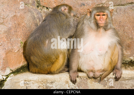Due scimmie rhesus o macaca mulatta seduti al sole e la pulizia delle pulci Foto Stock