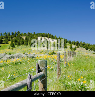 Rangeland fiori selvatici Crazy Mountain Ranch, Clyde Park Montana Foto Stock