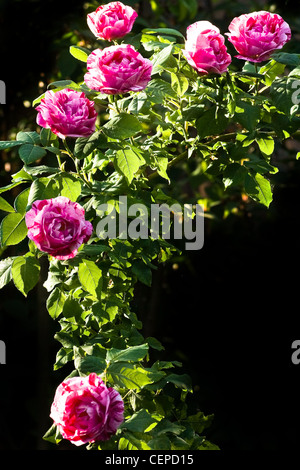 La succursale con molto profumata rose storico "Ferdinand Pichard' - bianco, rosa e rosso striped roses in serata sole Foto Stock