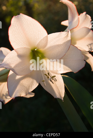 Hippeastrum o Amaryllis Picotee fiori in estate luce della sera Foto Stock