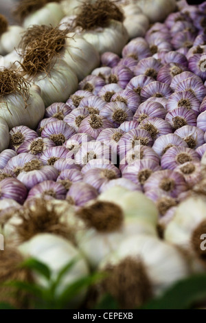 Oro aglio vincente stand in Hampton Flower Show. Elefante circonda aglio Aglio viola Foto Stock