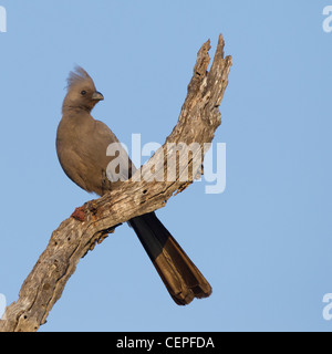 Grigio andare lontano Bird (Corythaixoides concolor) Sud Africa Foto Stock