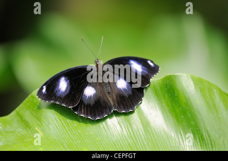 Grande Eggfly (o Diaben o Blue Moon) Hypolimnas bolina maschio fotografato nel Queensland, Australia Foto Stock