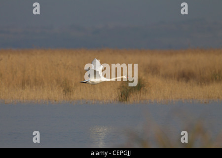 Cygnus olor Hoeckerschwan Schwan Cigno Foto Stock