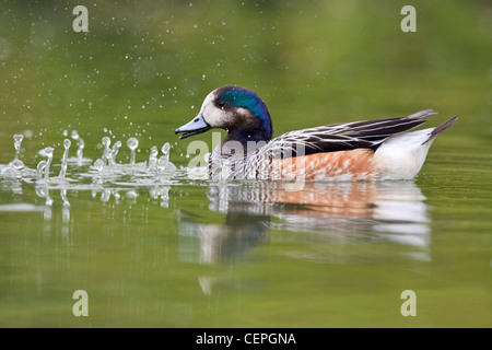 American Wigeon (Anas americana), Slimbridge, Gloucestershire, Regno Unito Foto Stock