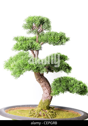 Albero di Bonsai isolato su uno sfondo bianco Foto Stock