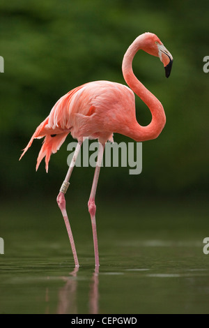 American Flamingo (Phoenicopterus ruber), Slimbridge, Gloucestershire, Regno Unito Foto Stock