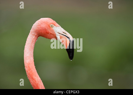 American Flamingo (Phoenicopterus ruber), Slimbridge, Gloucestershire, Regno Unito Foto Stock