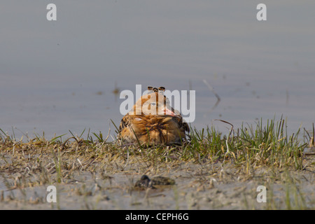 Kampfläufer Philomachus pugnax ruff limicola Foto Stock