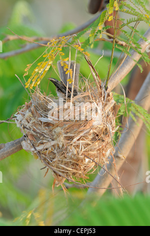 Noisy Friarbird Filemone corniculatus sul nido fotografato nel Queensland, Australia Foto Stock
