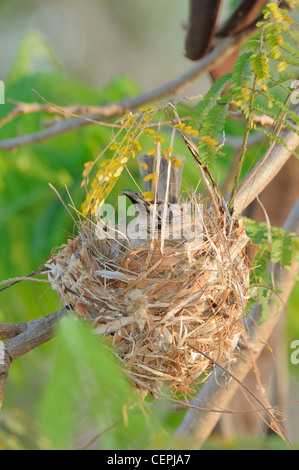 Noisy Friarbird Filemone corniculatus sul nido fotografato nel Queensland, Australia Foto Stock
