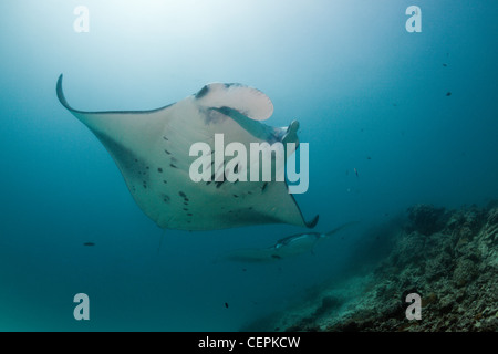 Manta presso la stazione di pulizia, il Manta birostris, North Male Atoll, Maldive Foto Stock