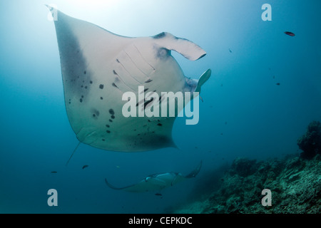 Mante presso la stazione di pulizia, il Manta birostris, North Male Atoll, Maldive Foto Stock