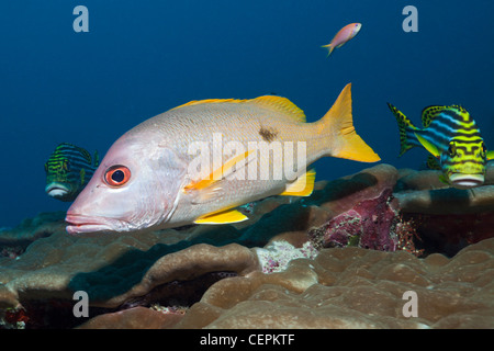 Uno spot Snapper, Lutjanus monostigma, Baa Atoll, Oceano Indiano, Maldive Foto Stock