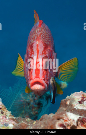 Squirrelfish Longjawed puliti da Wrasse Sargocentron spiniferum Labroides dimidiatus Baa Atoll Maldive Foto Stock