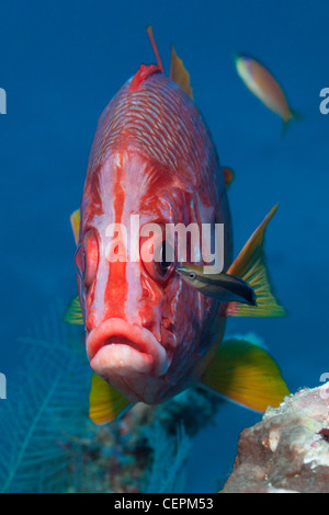 Squirrelfish Longjawed puliti da Wrasse Sargocentron spiniferum Labroides dimidiatus Baa Atoll Maldive Foto Stock