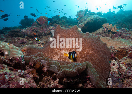 Orange-fin Anemonefish nel tappeto anemone marittimo, Amphiprion chysopterus, Baa Atoll, Oceano Indiano, Maldive Foto Stock