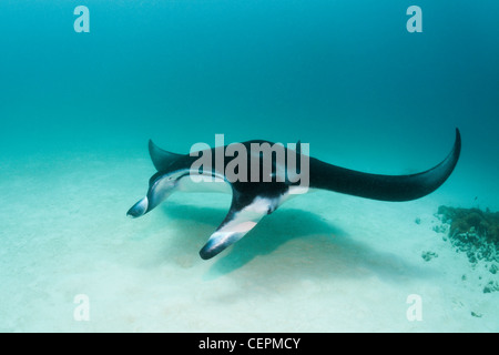 Manta, Manta birostris, Hanifaru Bay, Baa Atoll, Maldive Foto Stock