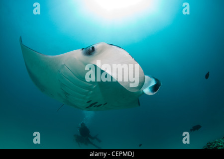 Manta, Manta birostris, Hanifaru Bay, Baa Atoll, Maldive Foto Stock