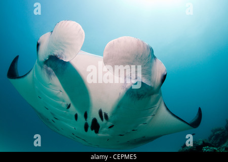 Manta, Manta birostris, Hanifaru Bay, Baa Atoll, Maldive Foto Stock