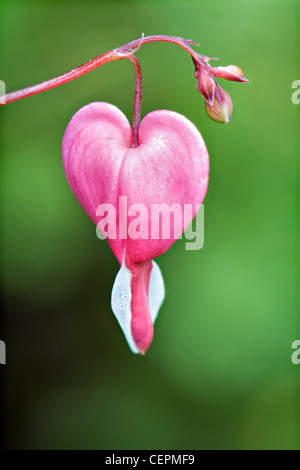 Chiusura del singolo sanguinamento rosa fiore del cuore contro verde vivace fuori fuoco fogliame prese a Bristol REGNO UNITO Foto Stock