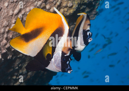 Paio di Bannerfish mascherato, Heniochus monoceros, Baa Atoll, Oceano Indiano, Maldive Foto Stock