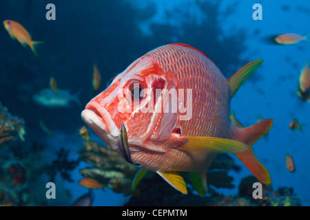 Squirrelfish Longjawed puliti da Wrasse, Sargocentron spiniferum, Labroides dimidiatus, North Male Atoll, Maldive Foto Stock