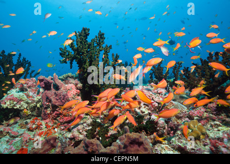 Fiamma Anthias in Coral Reef, Pseudanthias ignitus, Baa Atoll, Oceano Indiano, Maldive Foto Stock