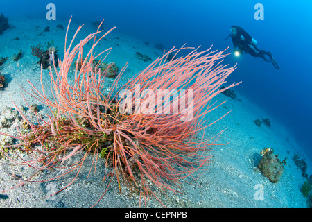 Scuba Diver e Mar Rosso fruste, Ellisella ceratophyta, Halmahera, nelle Molucche, Indonesia Foto Stock