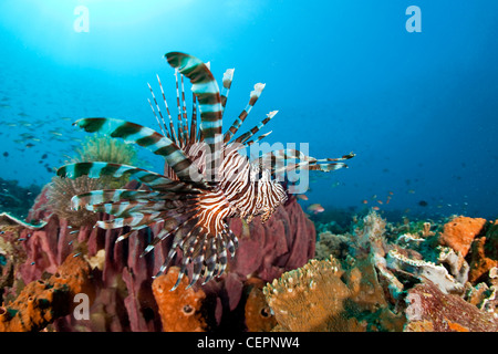 Leone sulla barriera corallina, pterois volitans, Halmahera, nelle Molucche, Indonesia Foto Stock