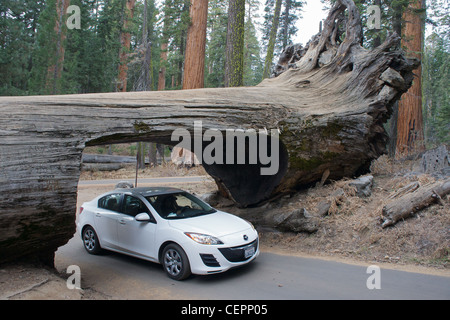 Auto passando attraverso un tunnel tagliato in caduta di una sequoia gigante (Sequoia gigante) in Sequoia National Park, California, Stati Uniti d'America Foto Stock